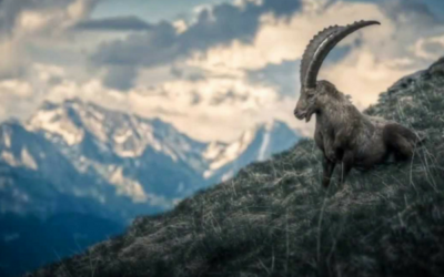 Capricorn New Moon – The Goat Within – 10th January 2016