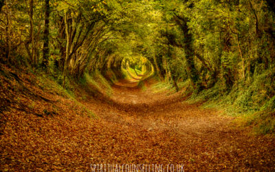 Gemini New Moon – A Tunnel Of Trees
