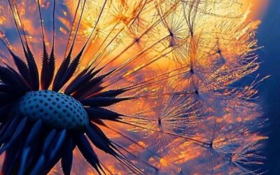Taurus New Moon 2025